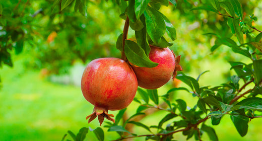 Harness the Heart-Healthy Benefits of Pomegranate
