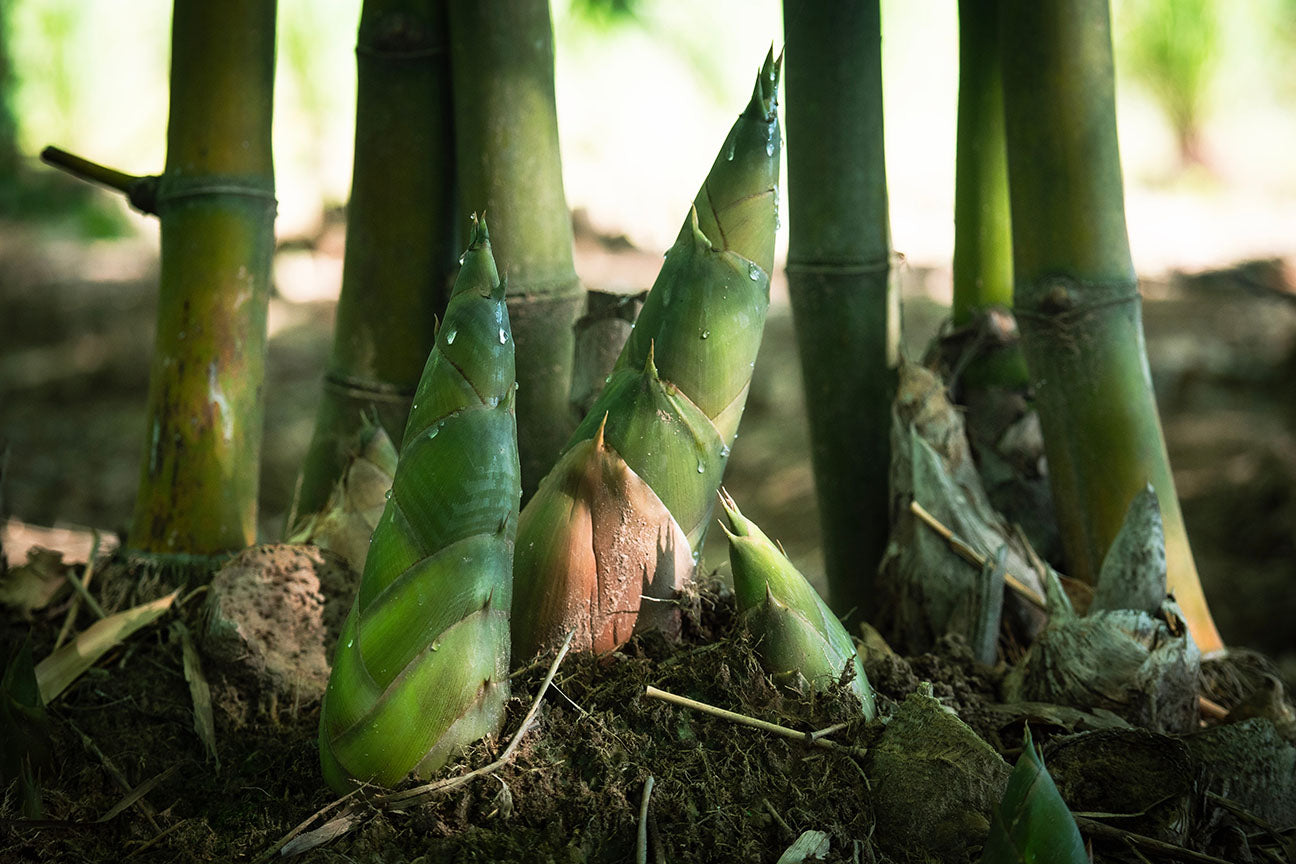 Discover the Power of Plant Silica for Bones, Hair, Nails, and Skin