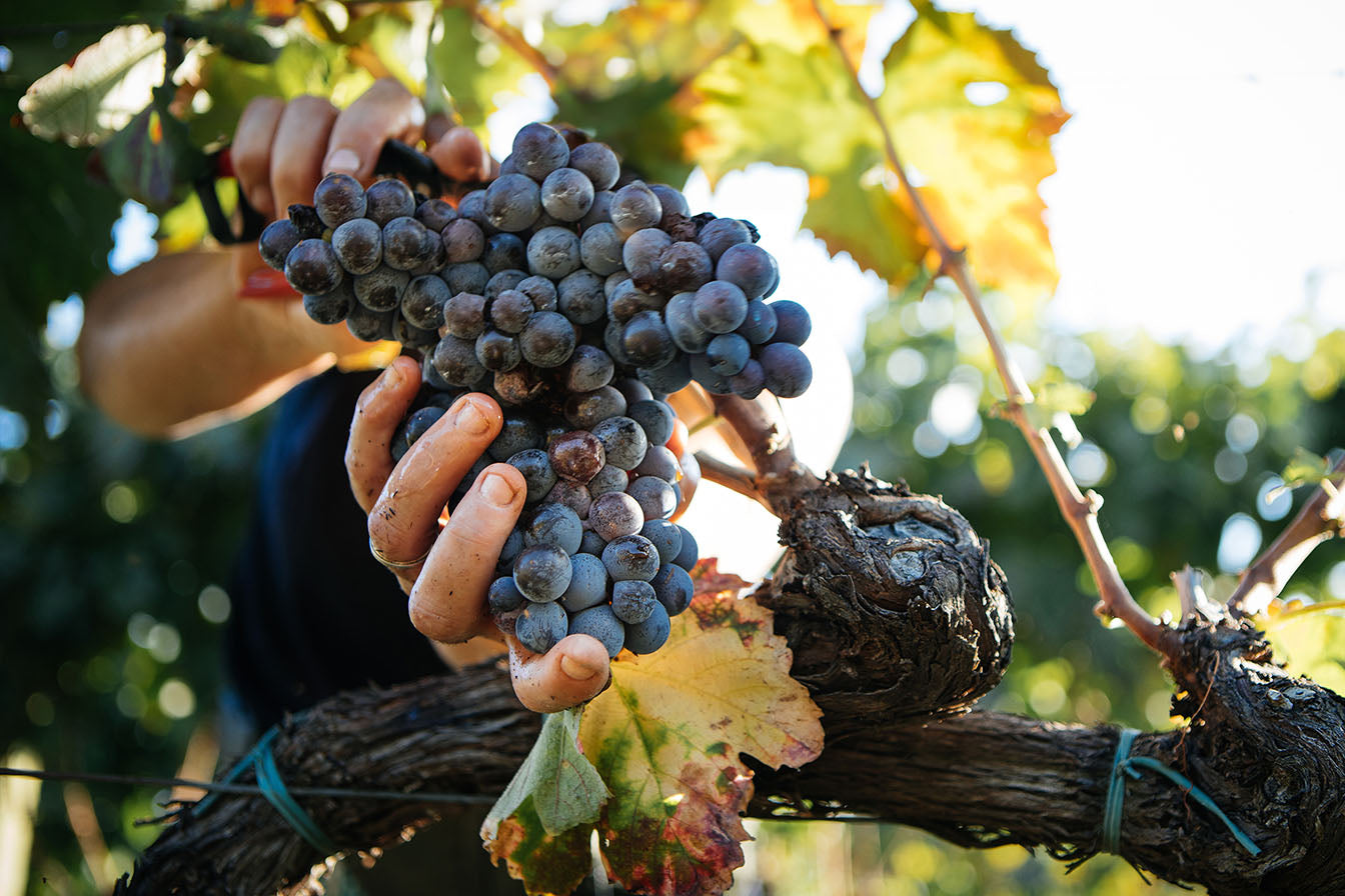 Need Memory Help? Try Sicilian Grape Extract