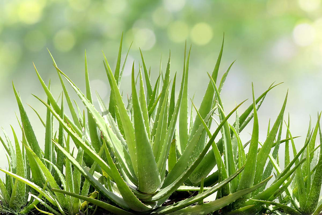 Most Aloe Vera Drinks Are Sugar Water