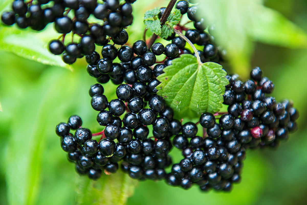 Eldermune: High Potency  Elderberry for Immune Health