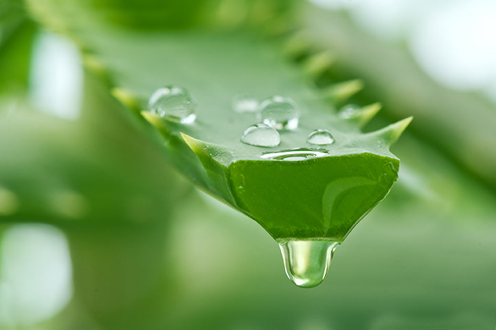 How the Legendary Aloe vera Plant Can Help You
