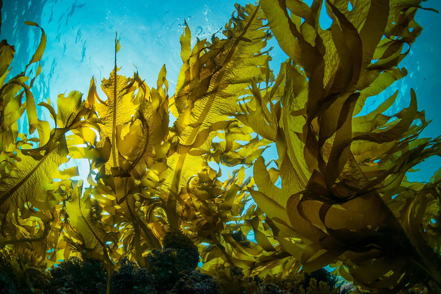 Seaweed Extract Uniquely Slows Carbohydrate Digestion