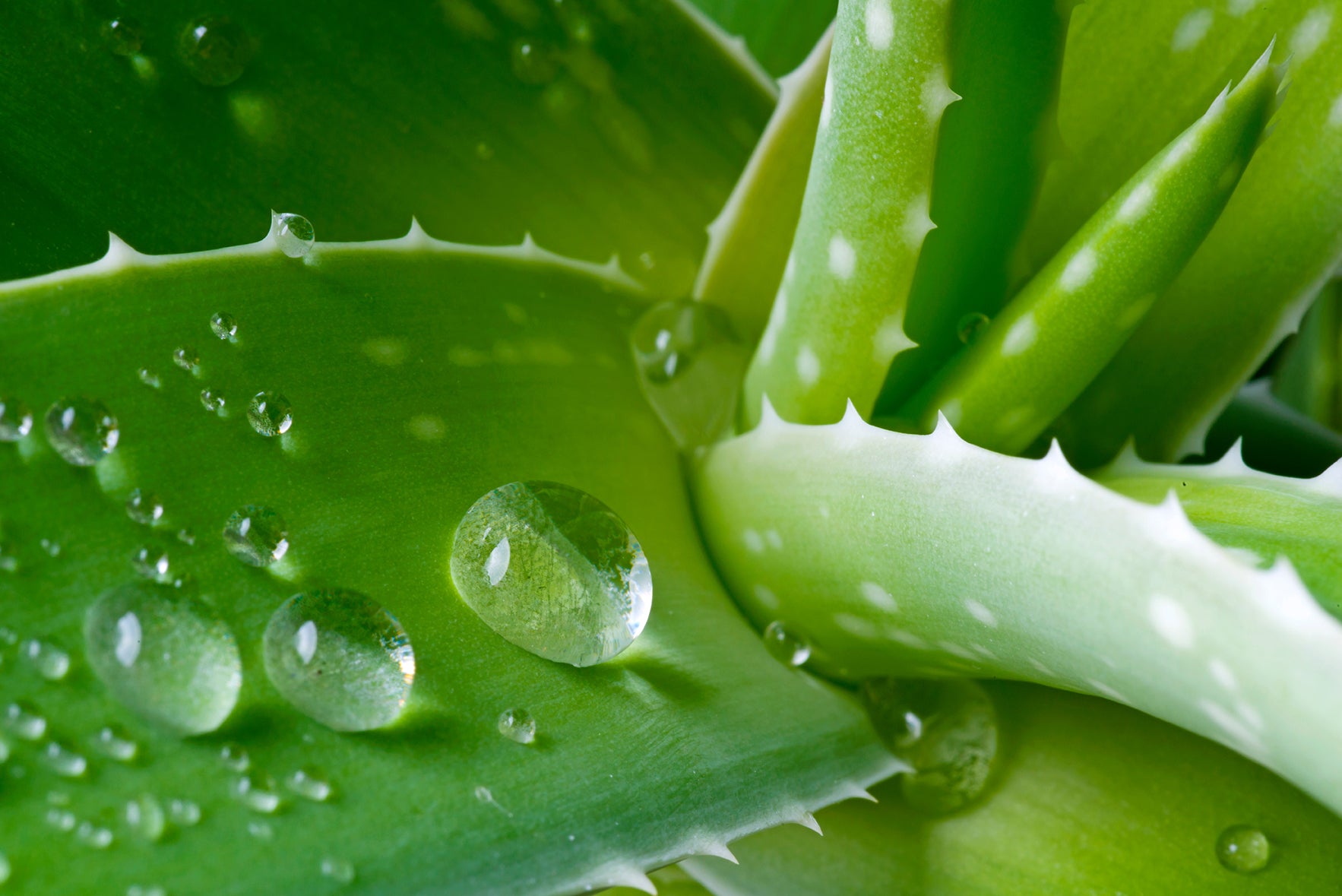 How the Legendary Aloe vera Plan Can Help You Part 2