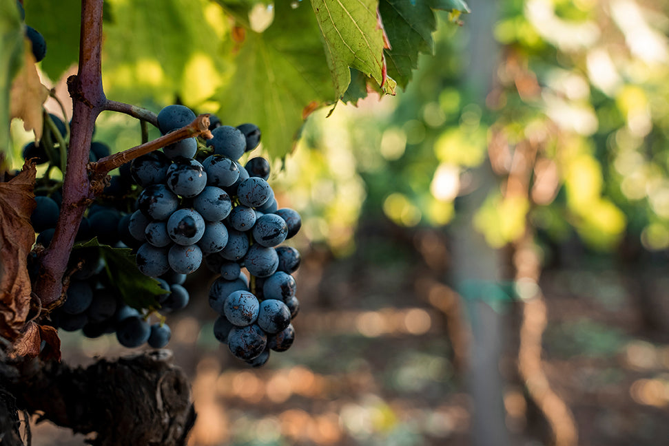 How Sicilian Red Grapes Support Brain Health and Performance