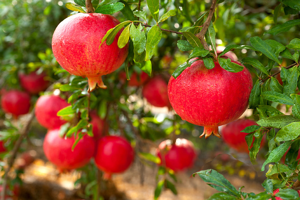 The Many Benefits of Pomegranate with Andrea Zangara