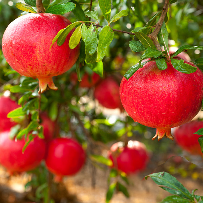 The Many Benefits of Pomegranate with Andrea Zangara