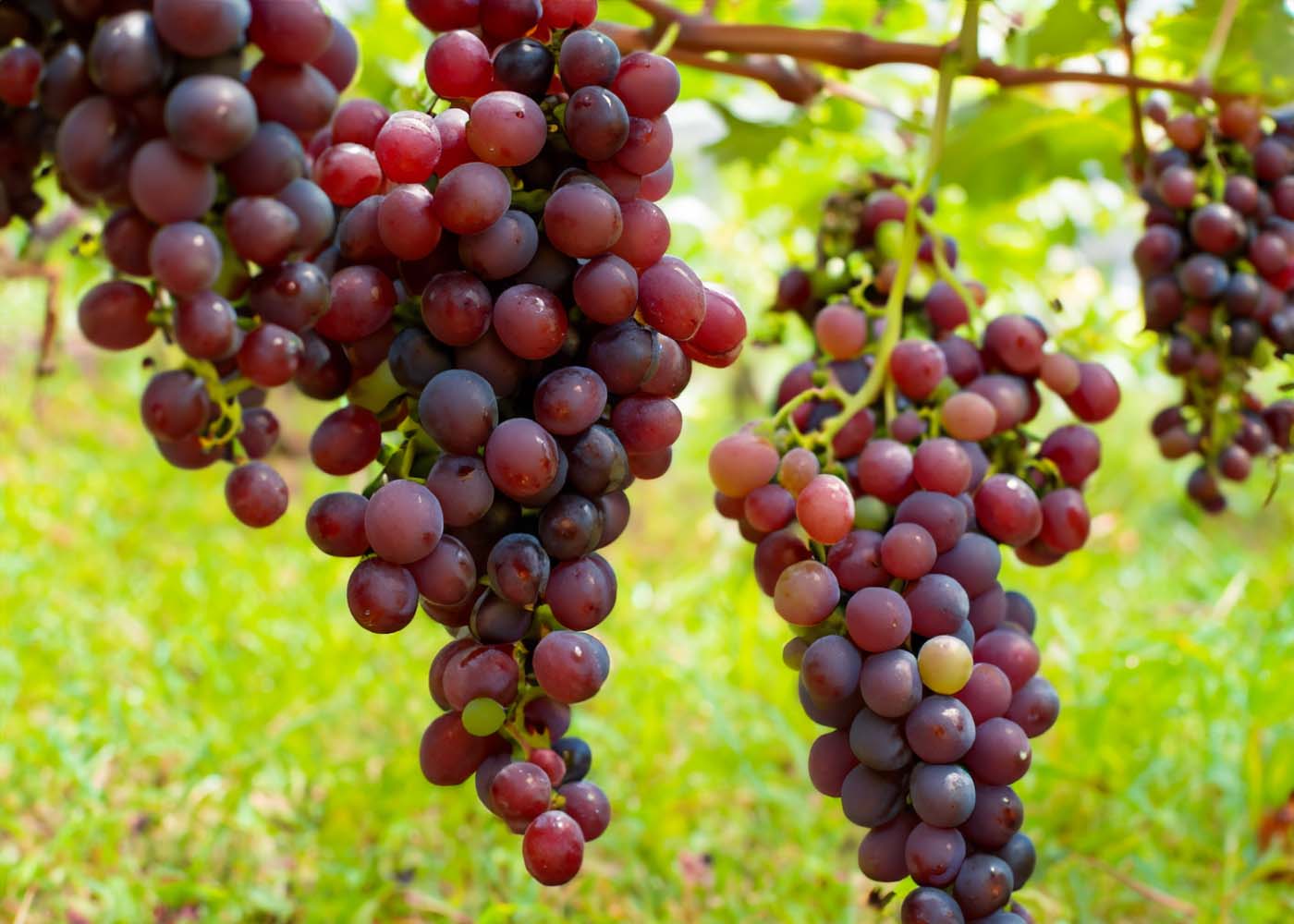 Ep. 84 - Boost Your Brain Power with THIS Grape Supplement!