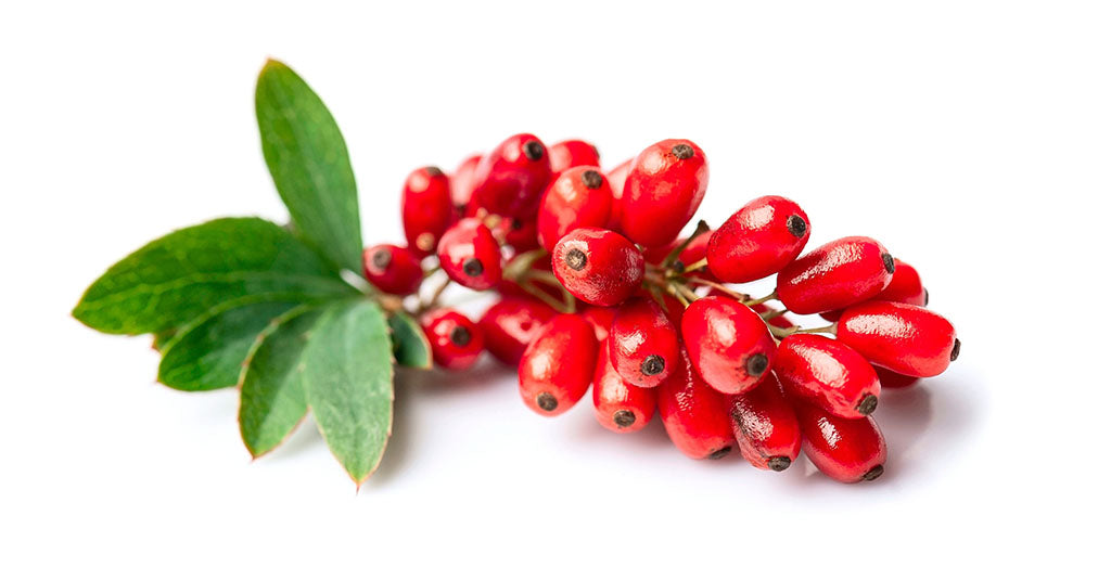 Ep. 62 - Berberine Follow-Up: The Truth Behind Bioavailability Claims