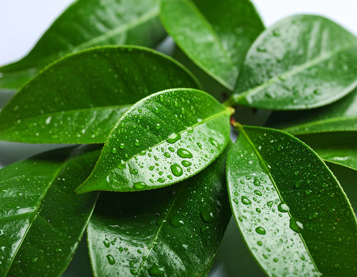 Ep. 93 - L-Theanine: Why All the Hype? Part 1