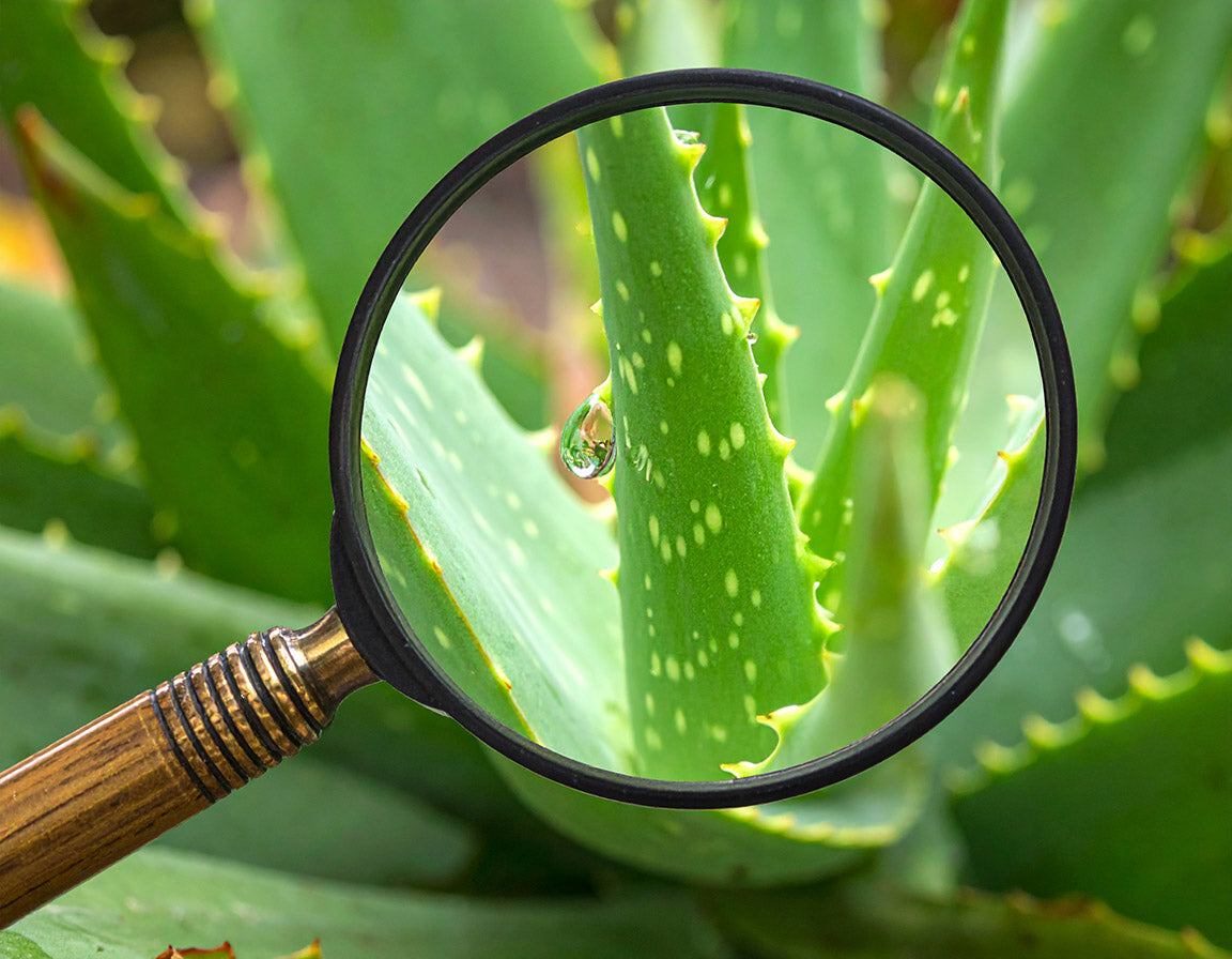 How to Choose a Top-shelf Aloe vera Supplement
