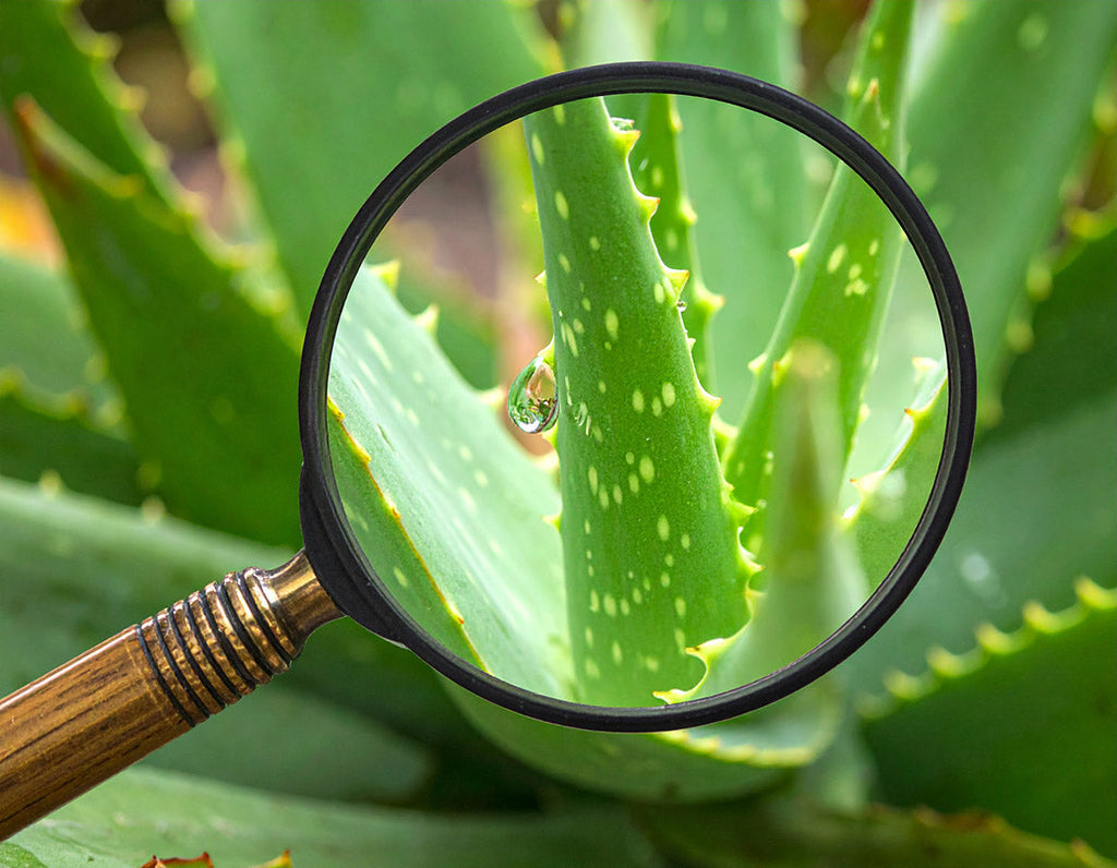 How to Choose a Top-shelf Aloe vera Supplement