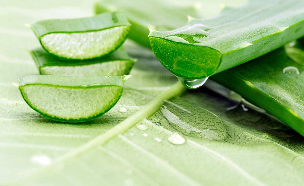 Aloe Vera Expert Jeff Barrie on This Remarkable Plant