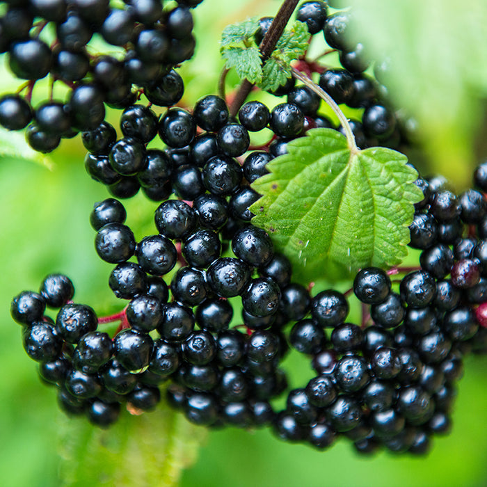 Eldermune: High Potency  Elderberry for Immune Health