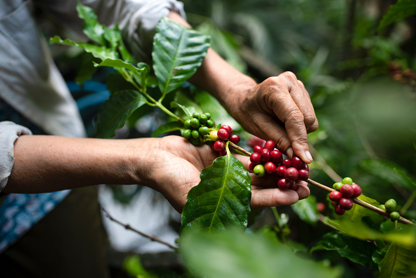 Benefits of NeuroFactor from Whole Coffee Fruit
