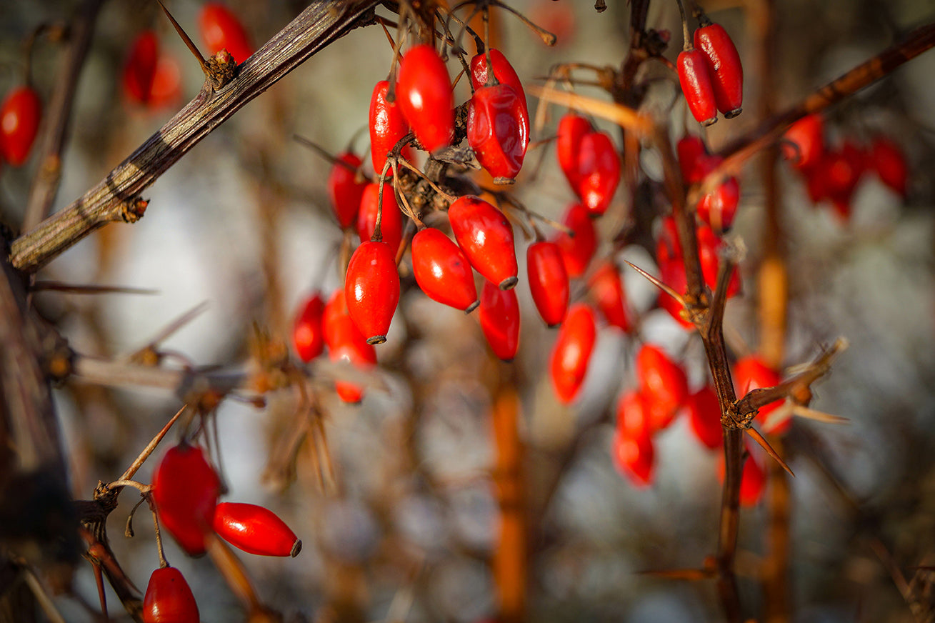 The Better Berberine – Up to 5x Greater Absorption, Easier on Stomach