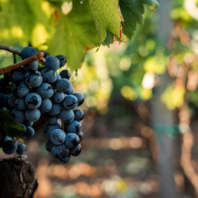 How Sicilian Red Grapes Support Brain Health and Performance