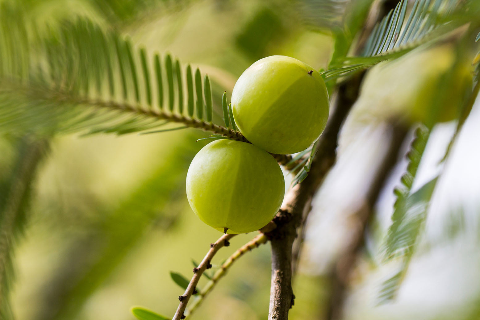 Why Amla Is Trending — and What It Actually Does Best