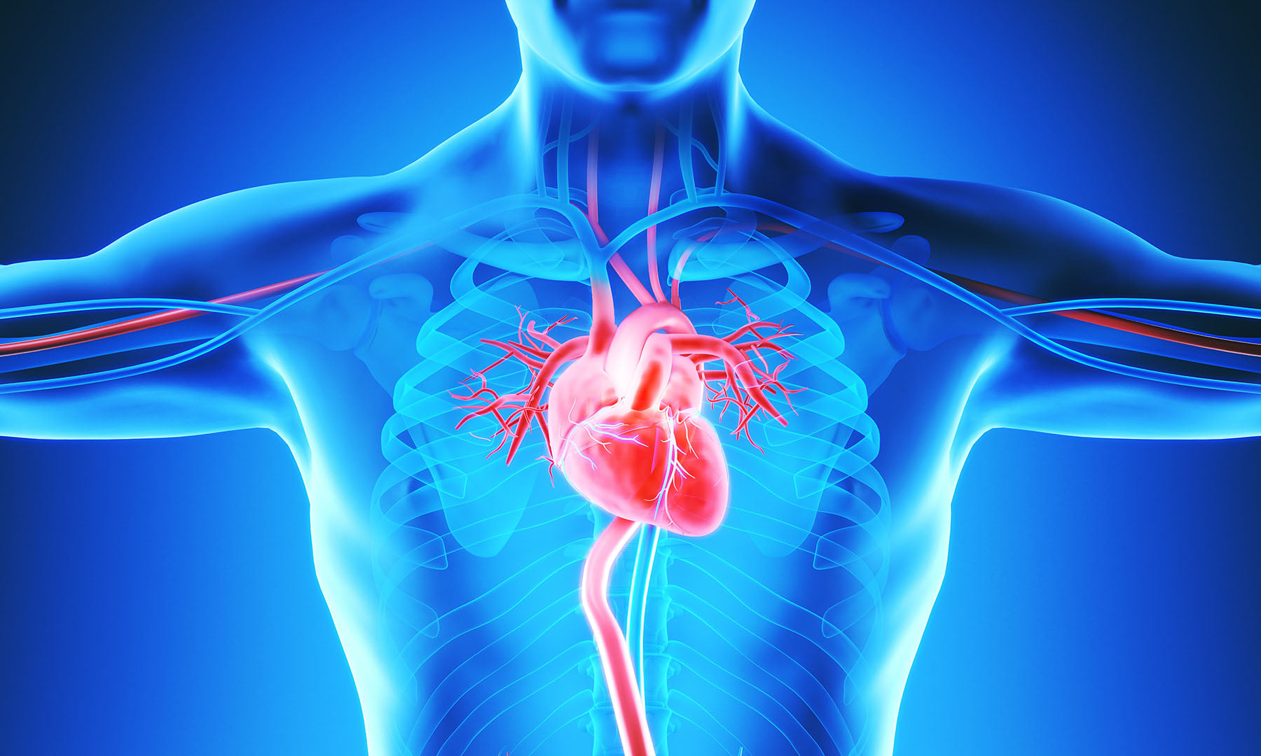 Vitamin K2: Overlooked for Vascular Health?